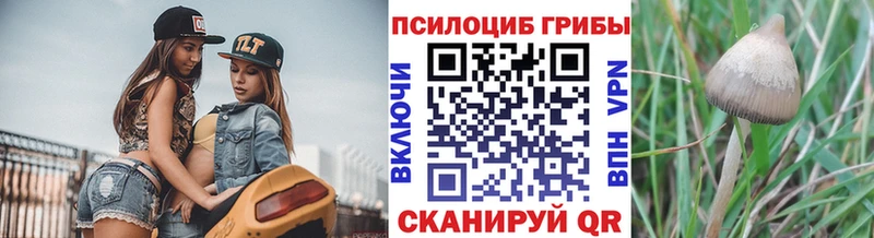 Галлюциногенные грибы Psilocybe Тотьма